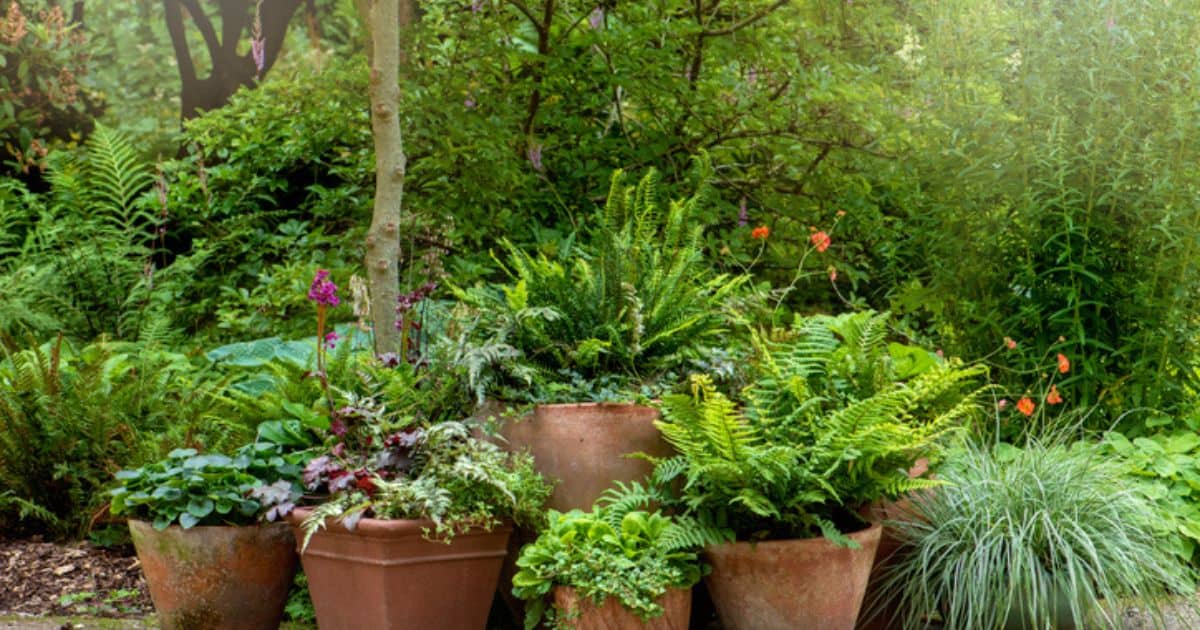 How Often Should You Water a Fern