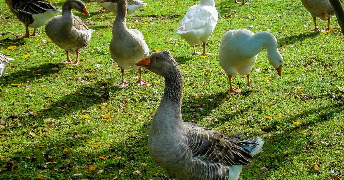 Neighbor's Ducks in yard