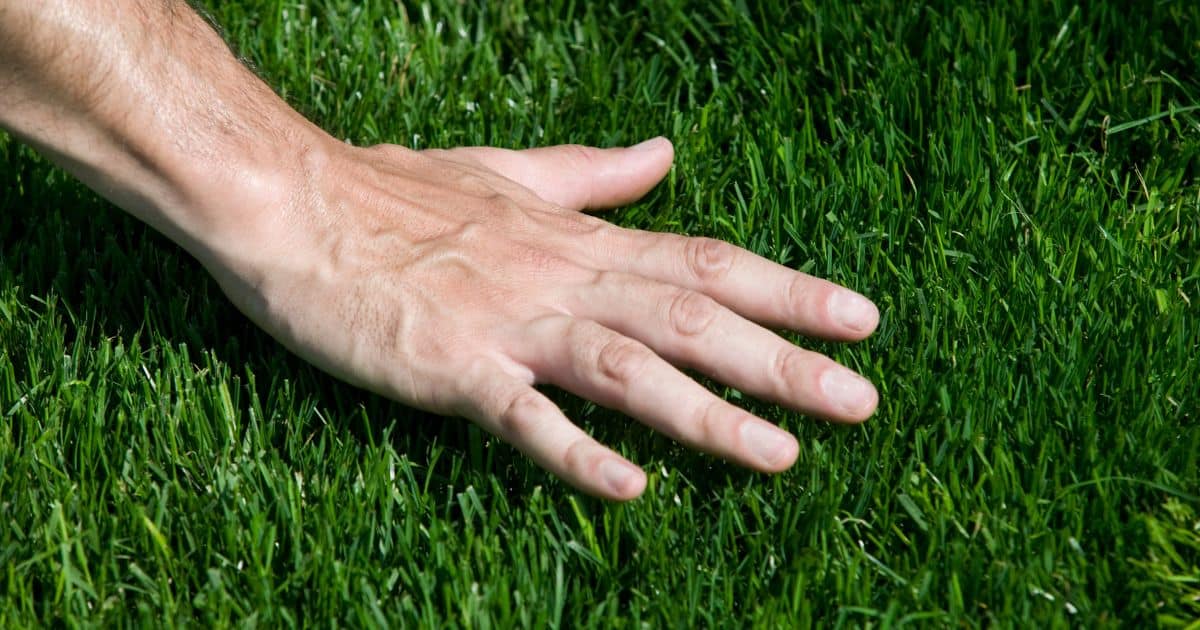 Rake a Yard With Bermuda Grass