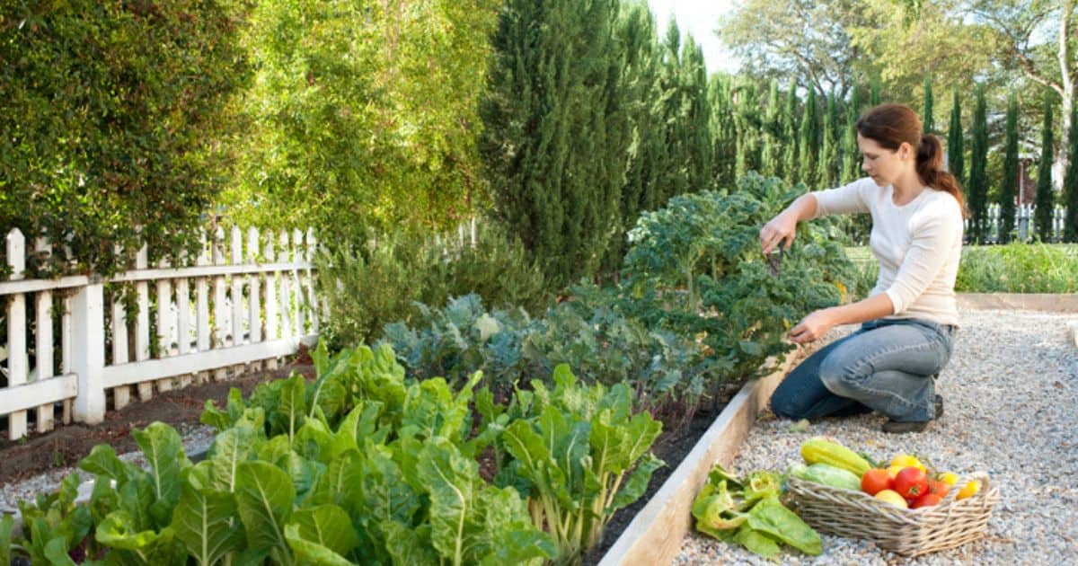 Vegetable Garden Next to House Foundation