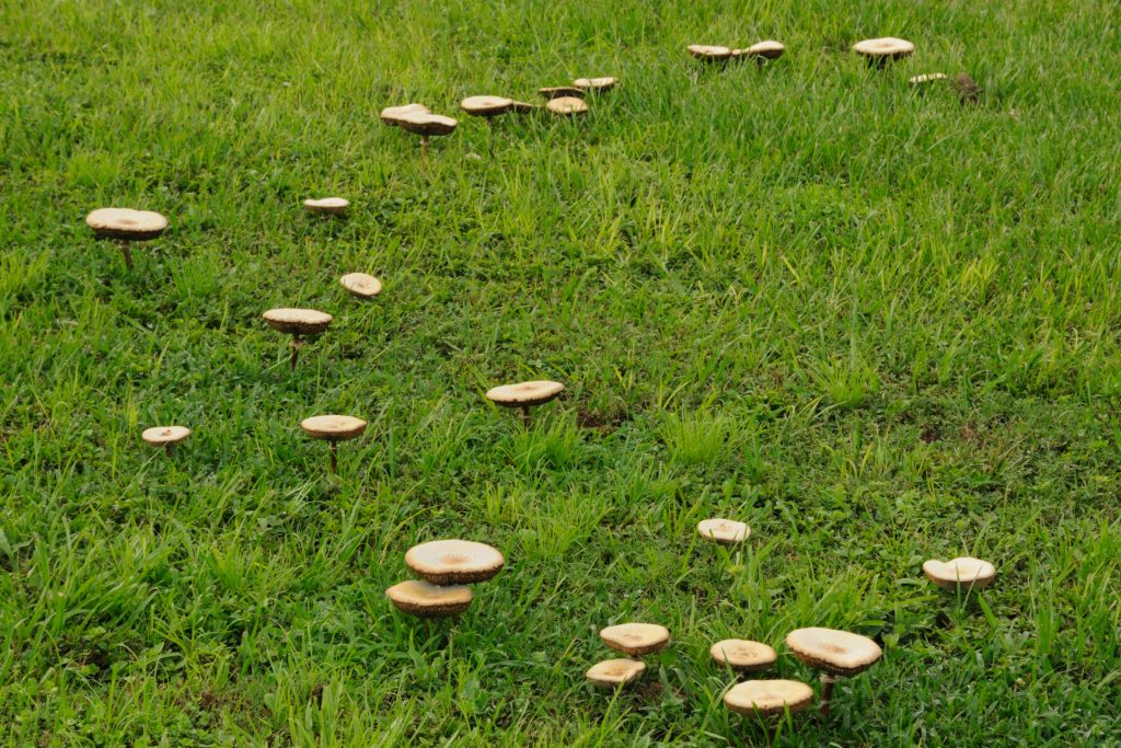 Weird Looking Mushrooms in My Yard [How to Identify Them] Yard Work HQ