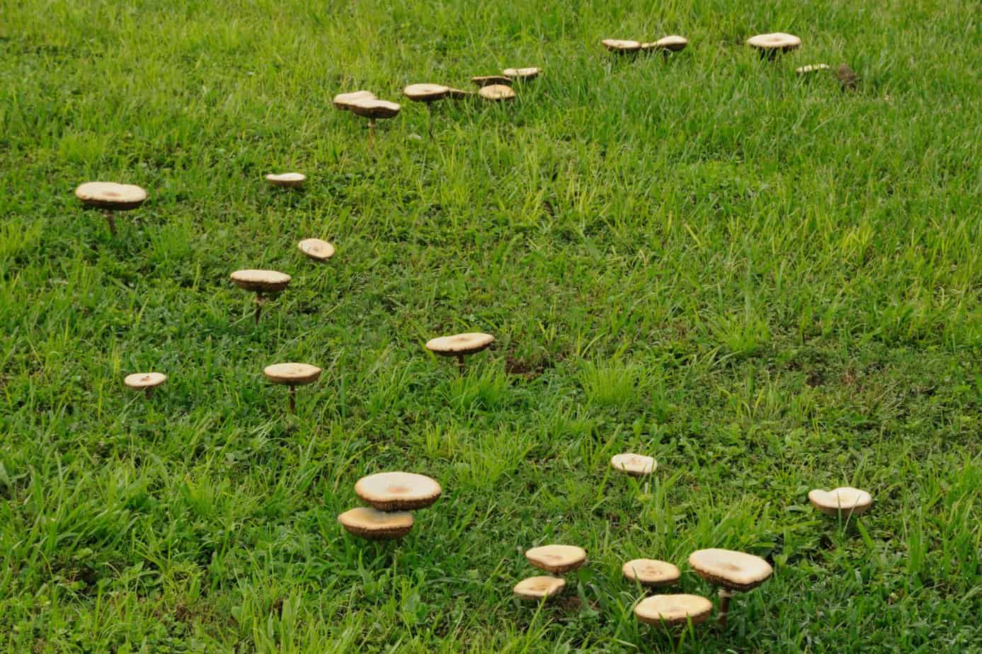 yard mushrooms