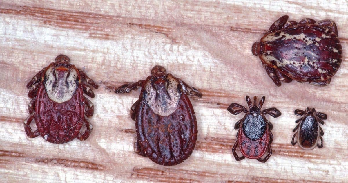 How to Get Rid of Wood Mites Yard Work HQ